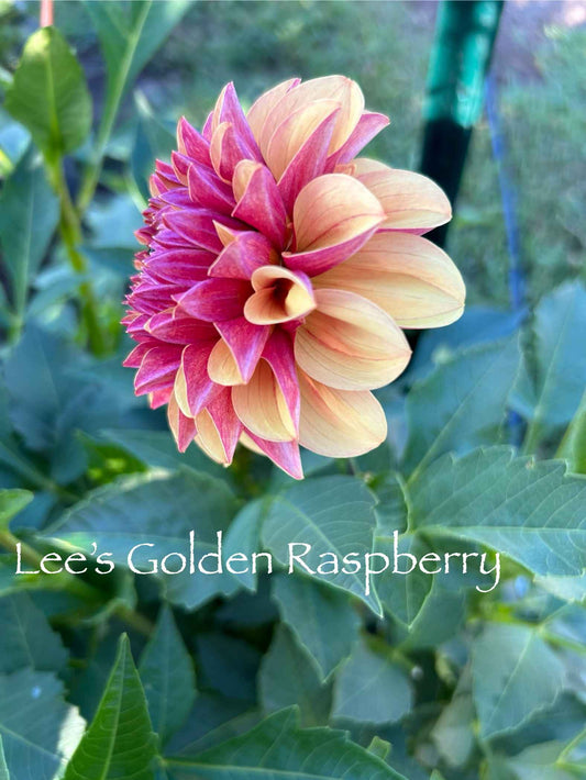 Lee's Golden Raspberry Tuber