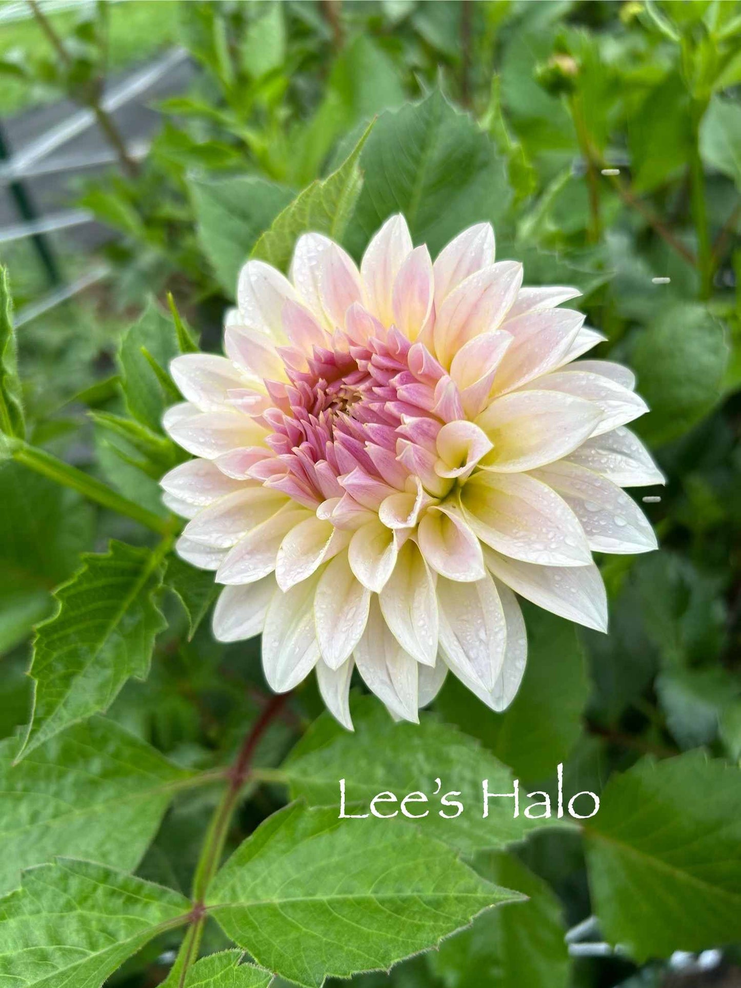 Lee's Halo Tuber