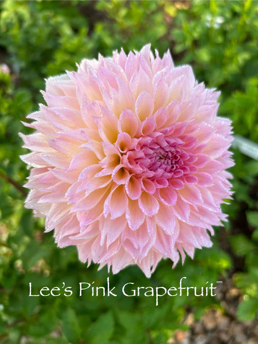 Lee's Pink Grapefruit Tuber