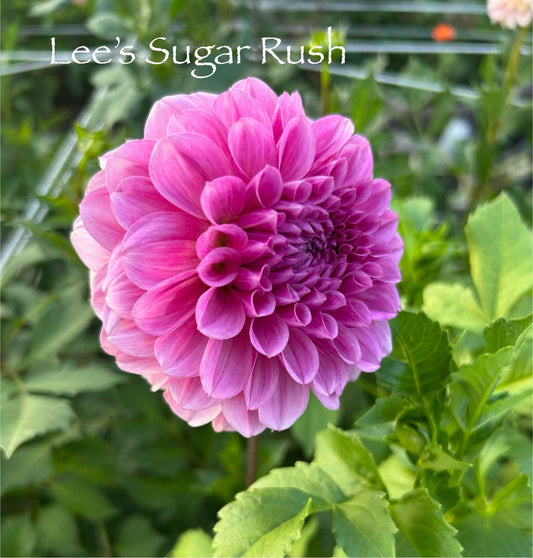 Lee's Sugar Rush Tuber