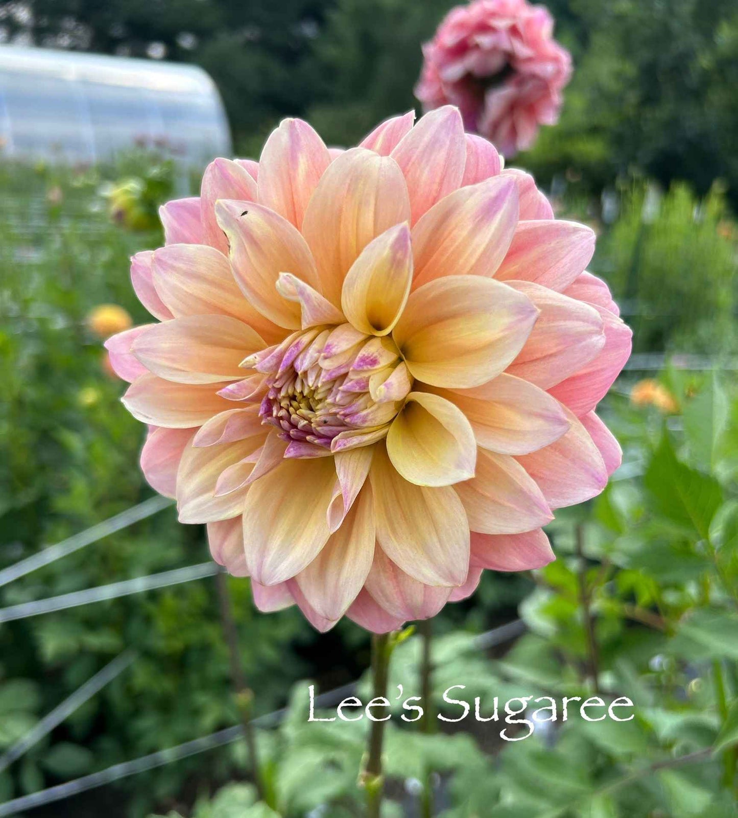 Lee's Sugaree Tuber