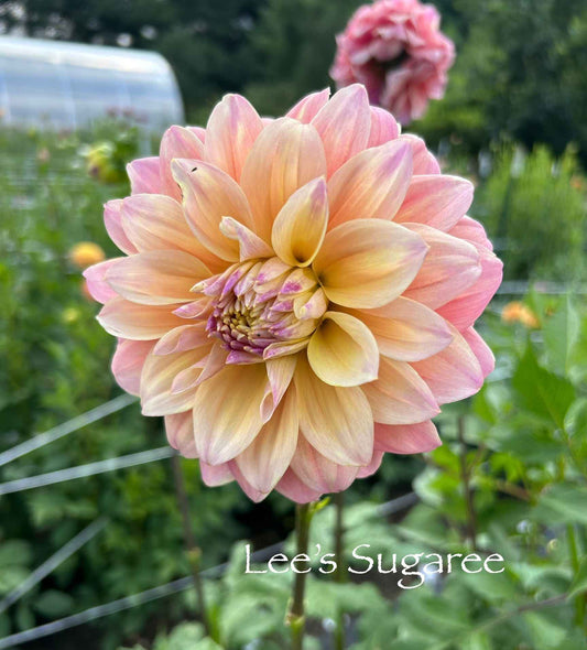 Lee's Sugaree Tuber