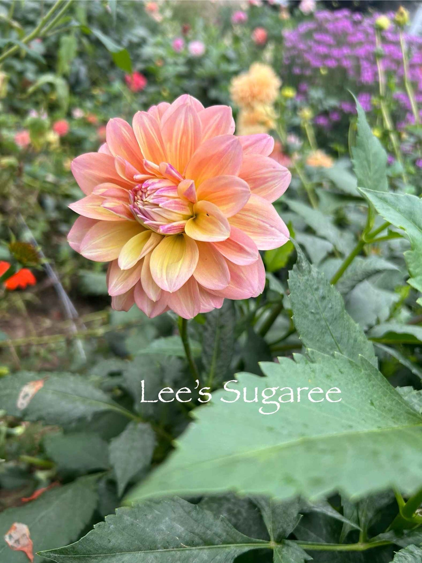 Lee's Sugaree Tuber