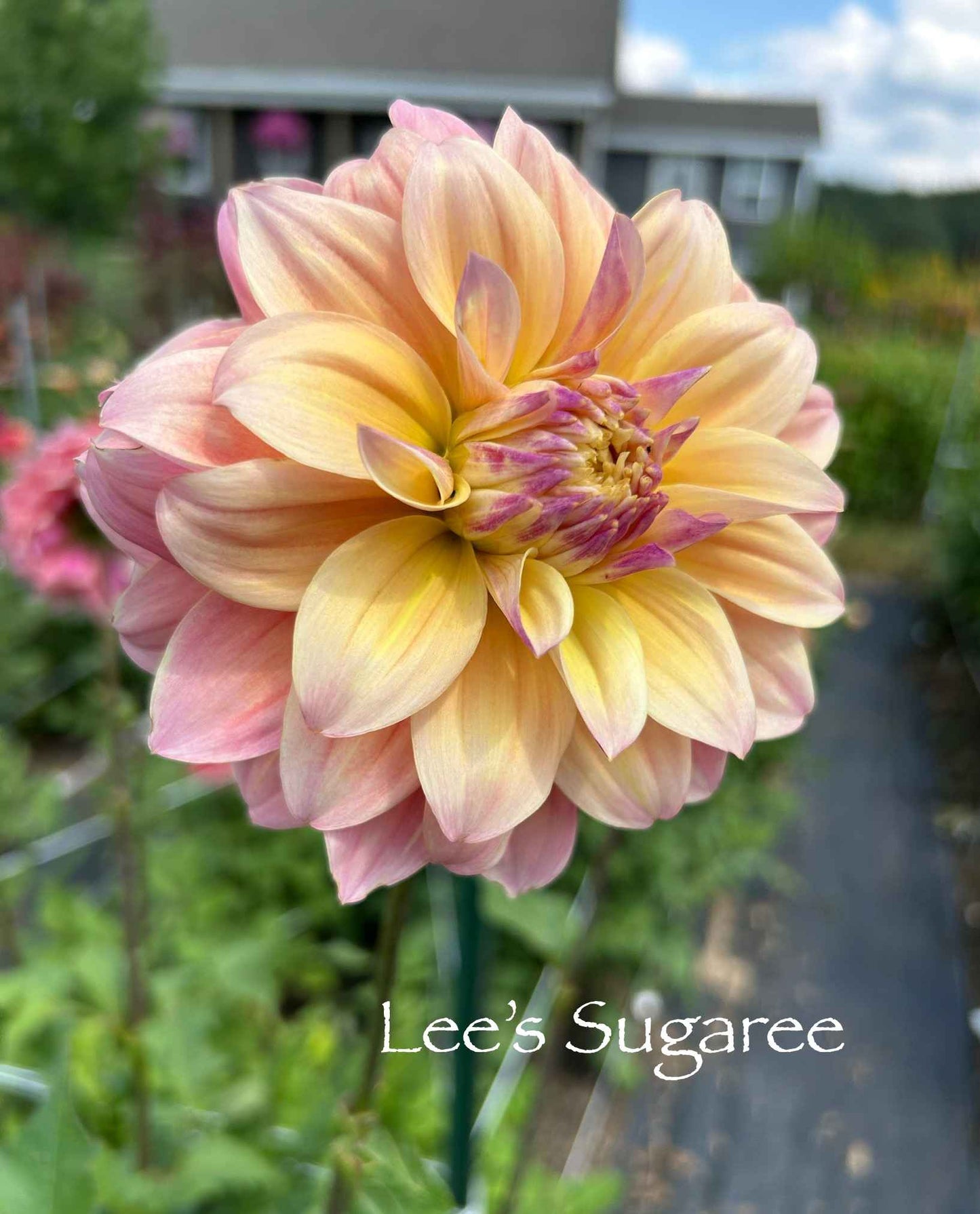 Lee's Sugaree Tuber