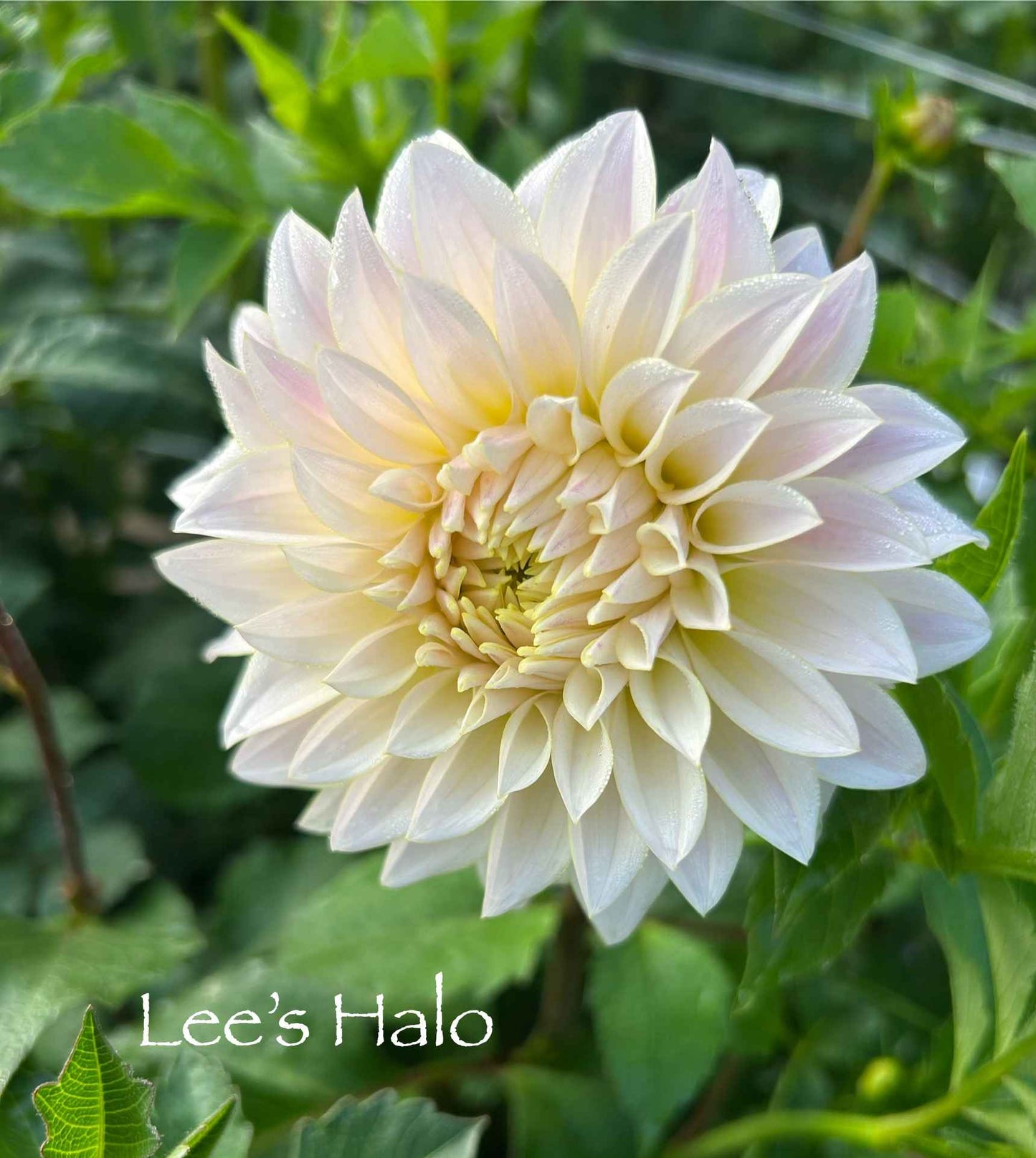 Lee's Halo Tuber
