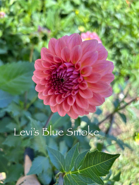 Levi's Blue Smoke Tuber