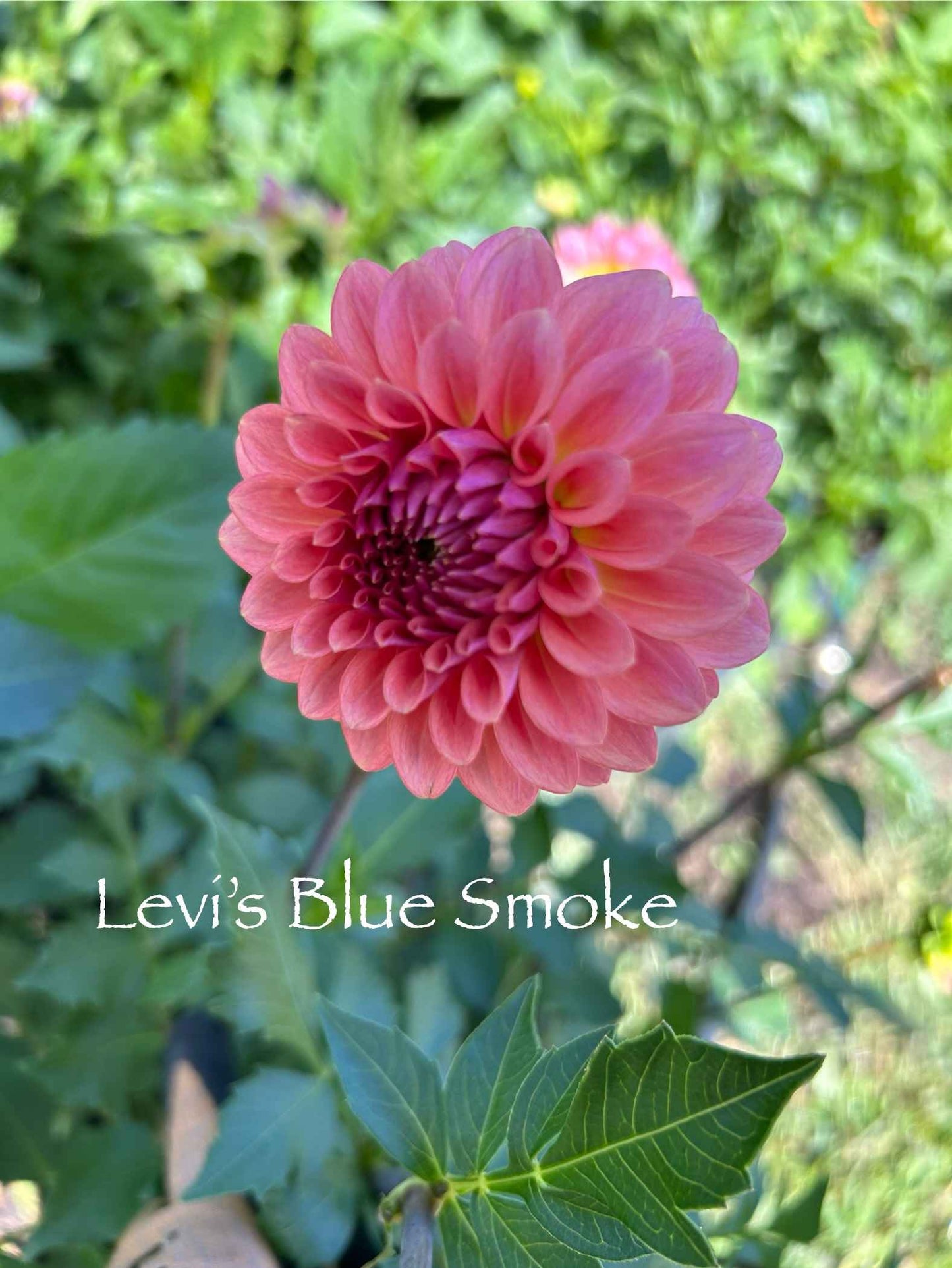 Levi's Blue Smoke Rooted Cutting