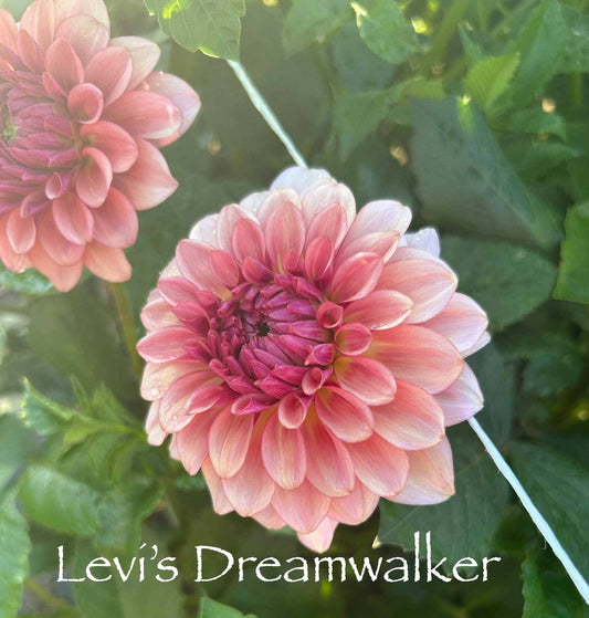 Levi's Dreamwalk Tuber
