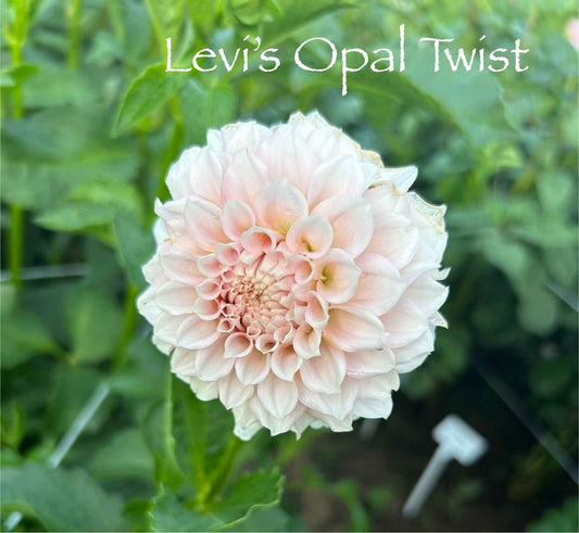 Levi's Opal Twist Tuber