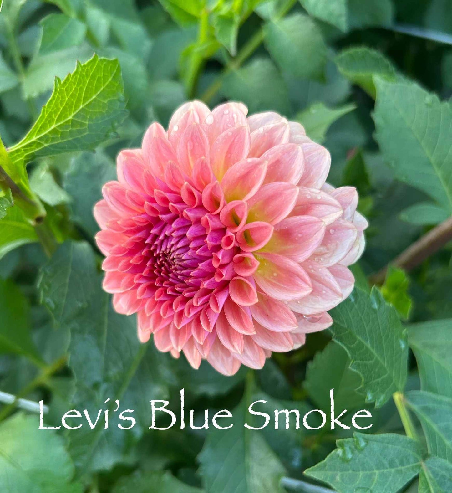 Levi's Blue Smoke Tuber