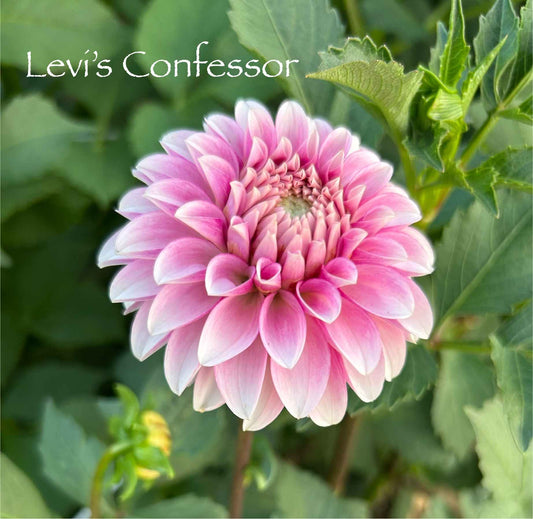 Levi's Confessor Tuber