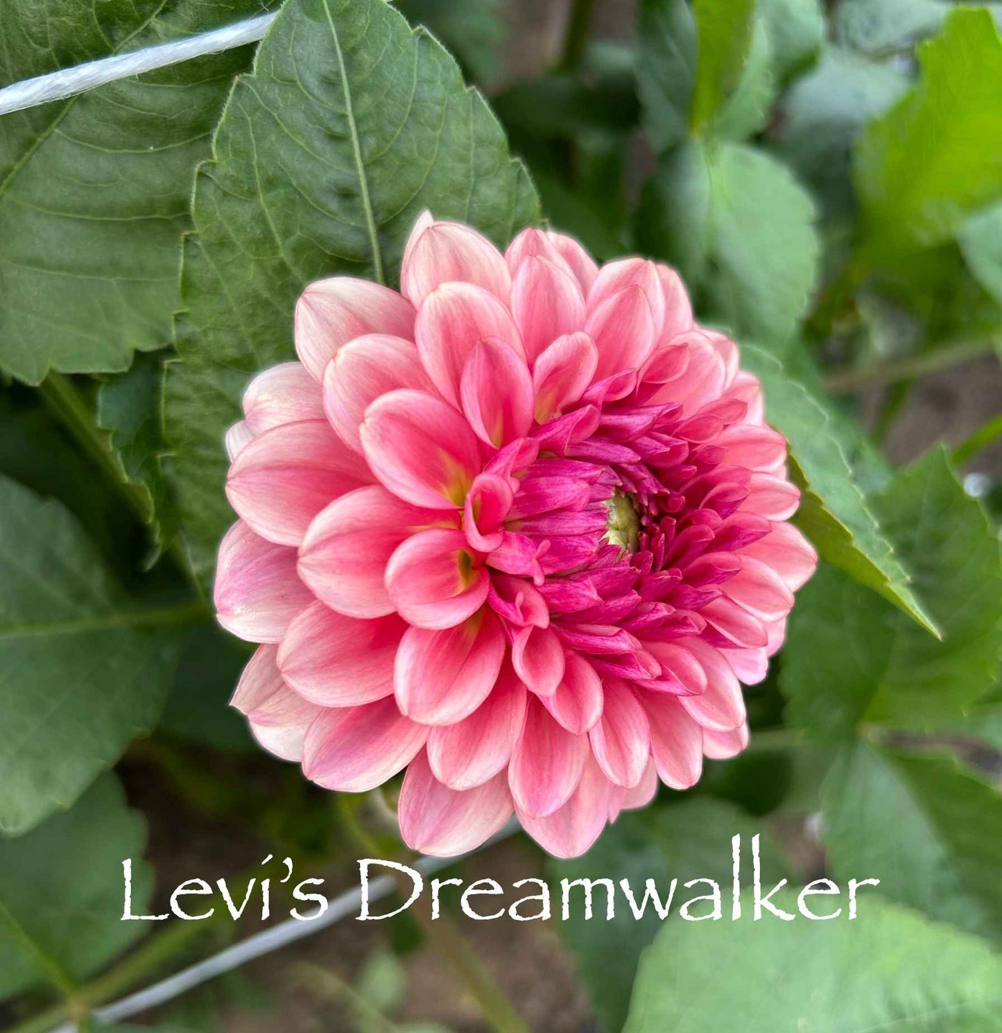 Levi's Dreamwalk Tuber