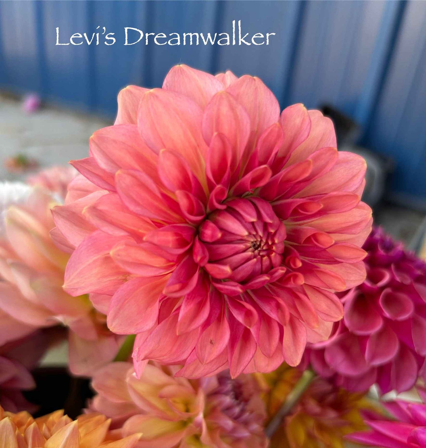 Levi's Dreamwalk Tuber