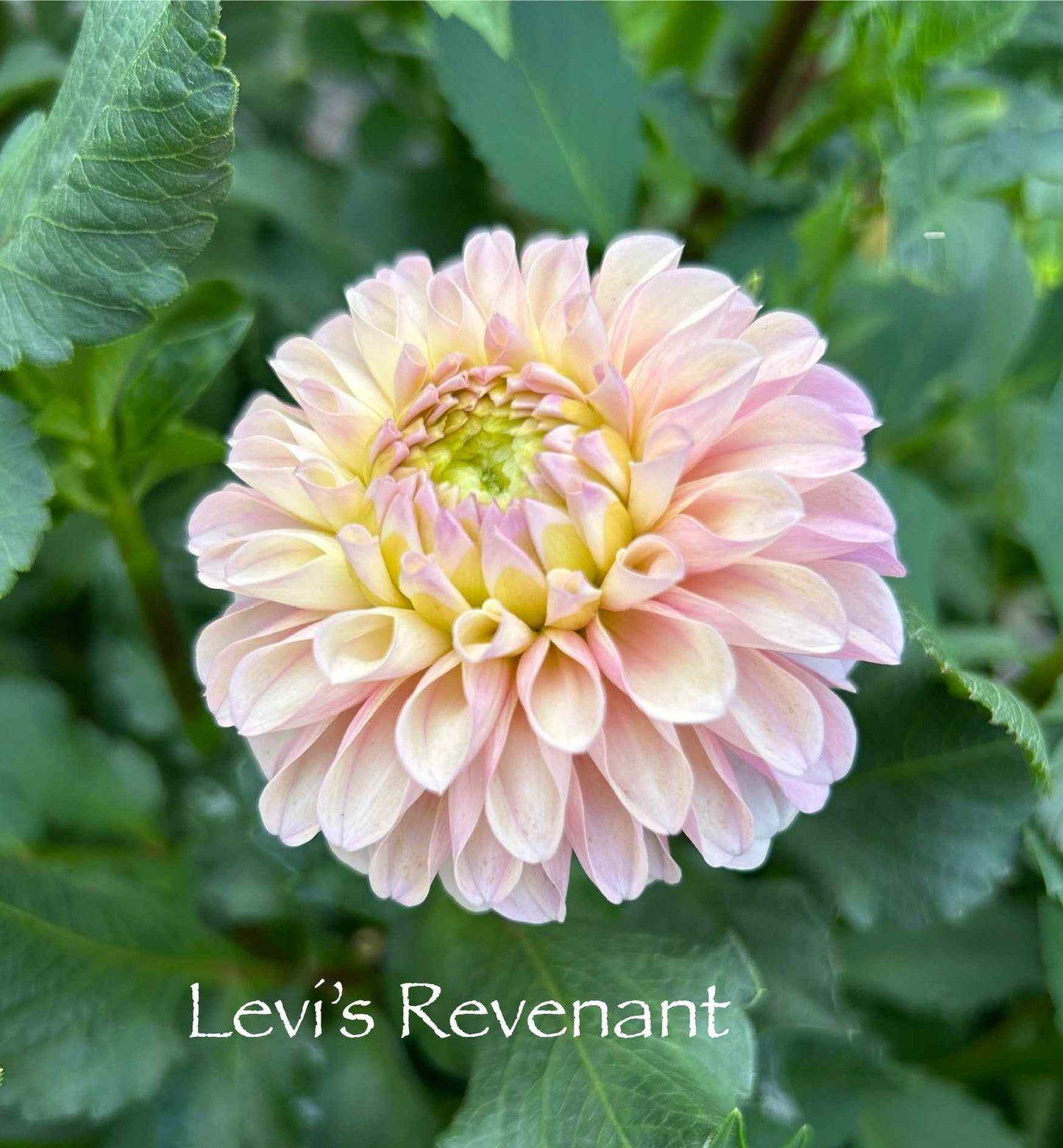 Levi's Revenant Tuber