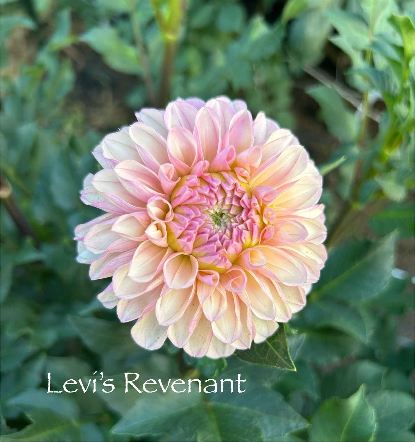 Levi's Revenant Tuber