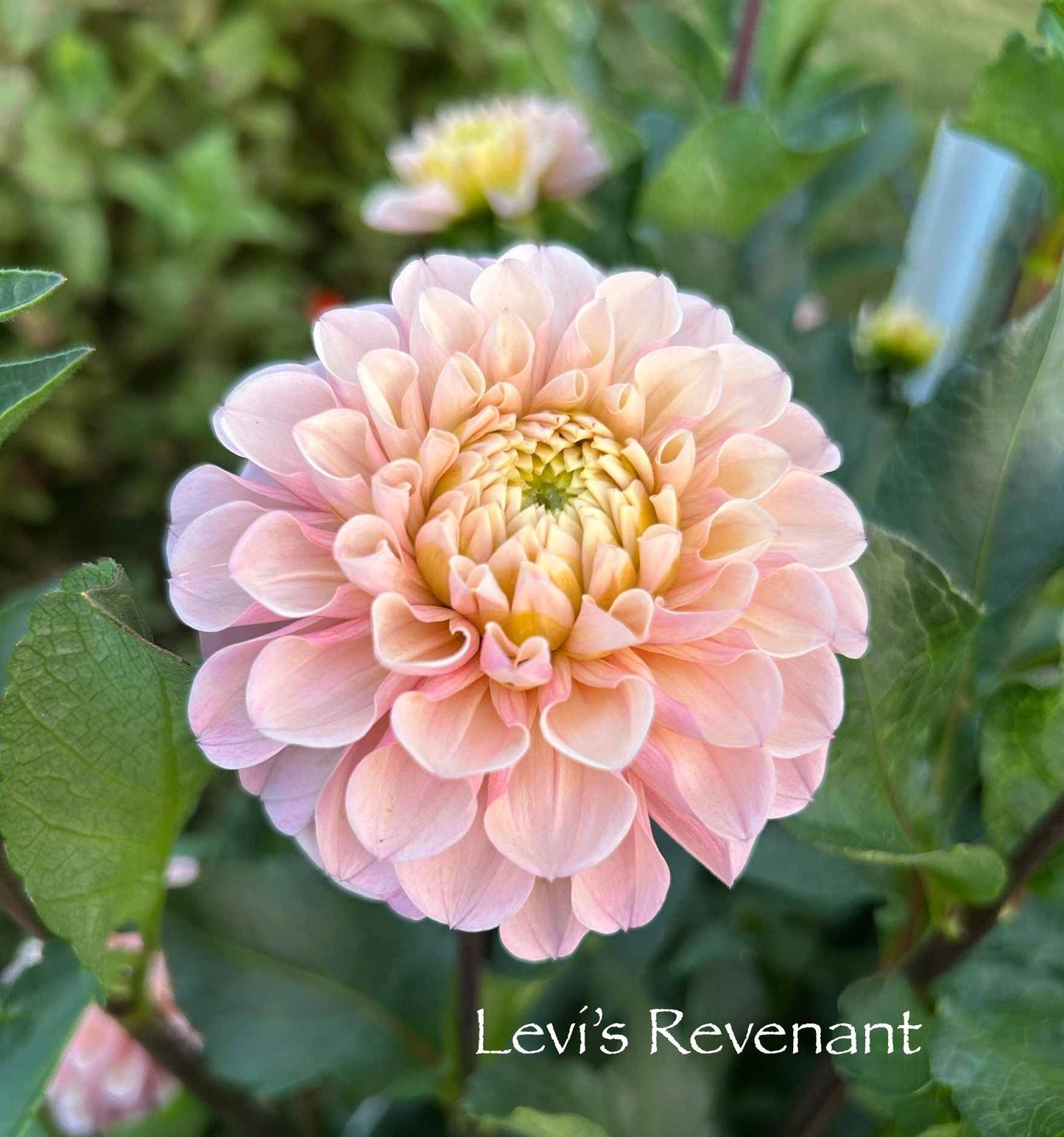 Levi's Revenant Tuber