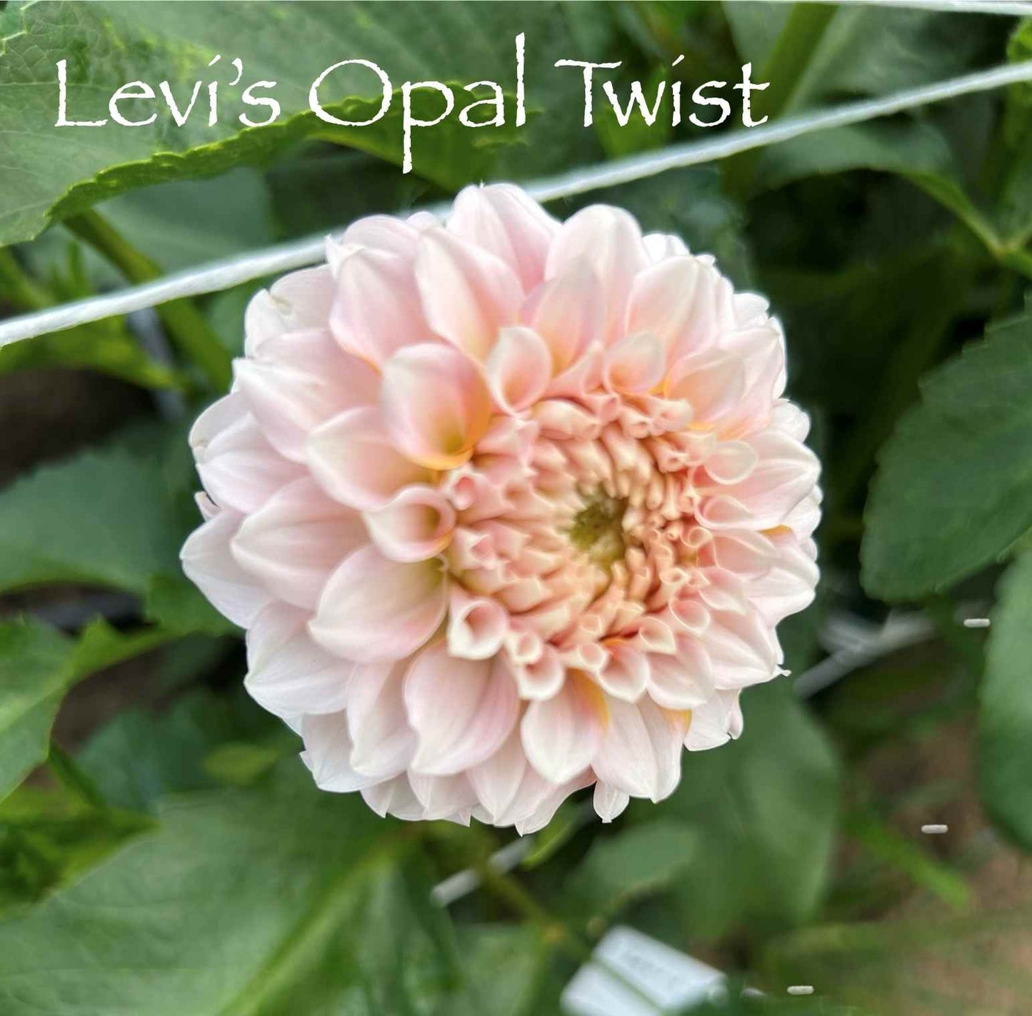 Levi's Opal Twist Tuber
