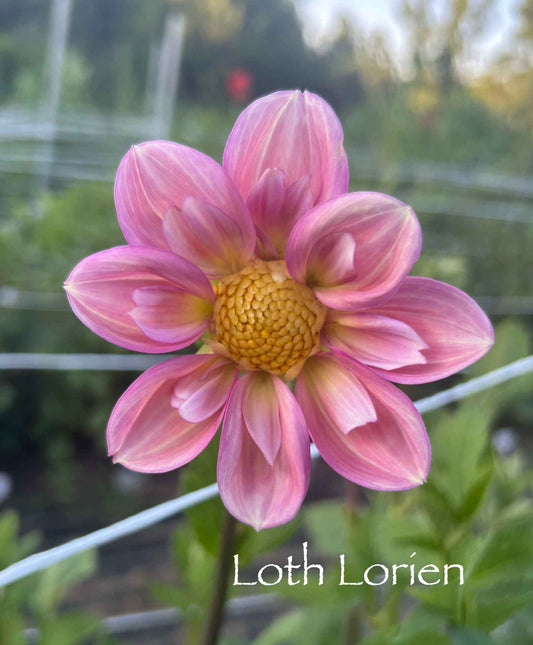 Lothlorien Tuber