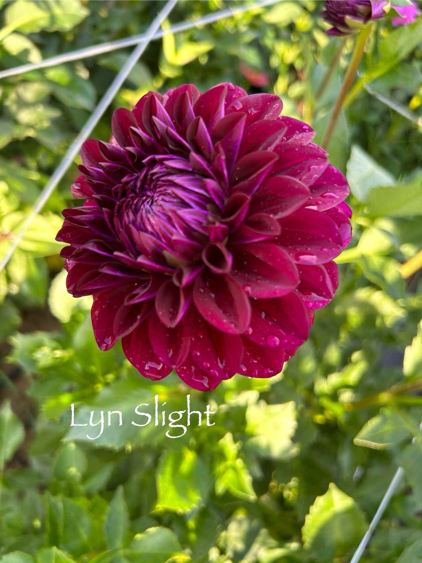 Lynn Slight Tuber