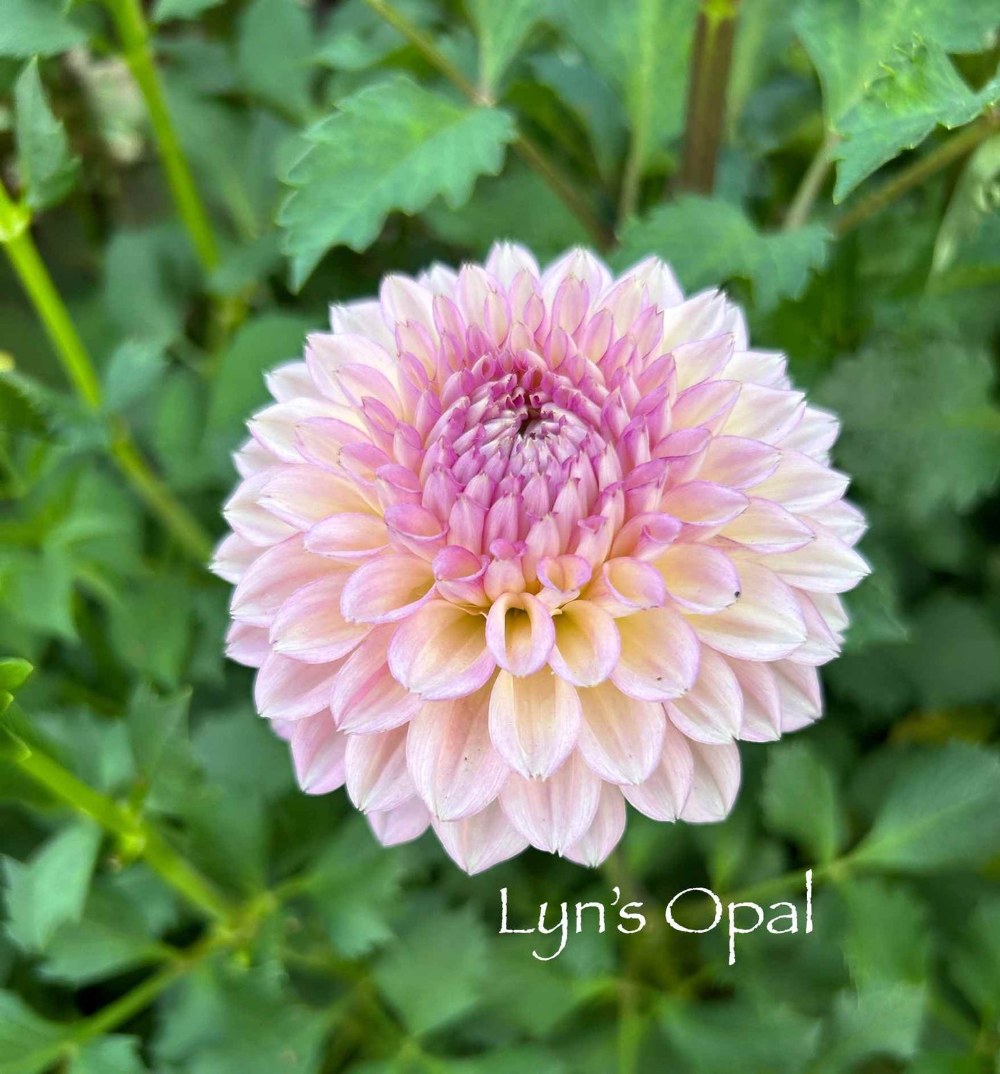 Lyn's Opal Tuber