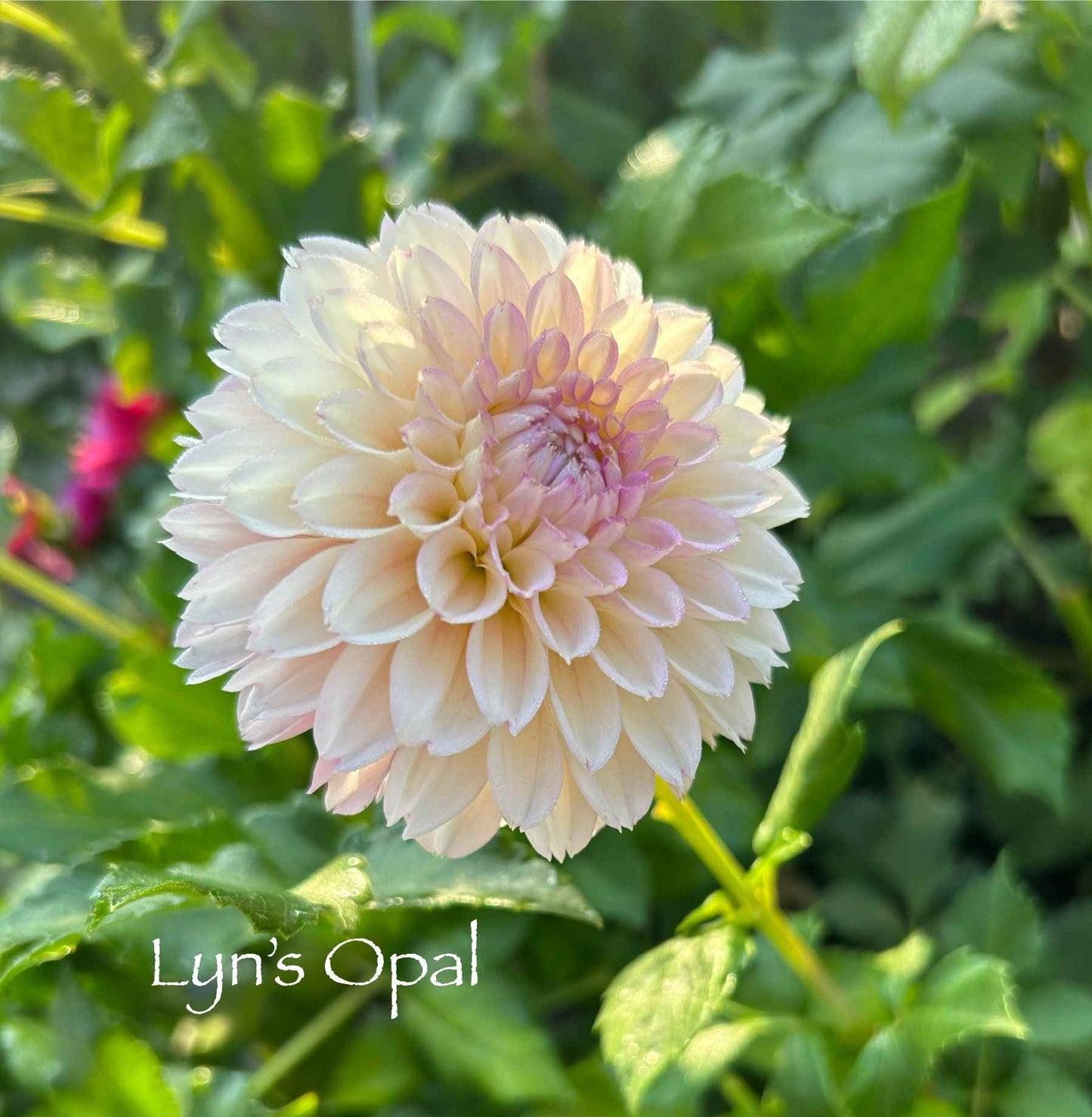 Lyn's Opal Tuber