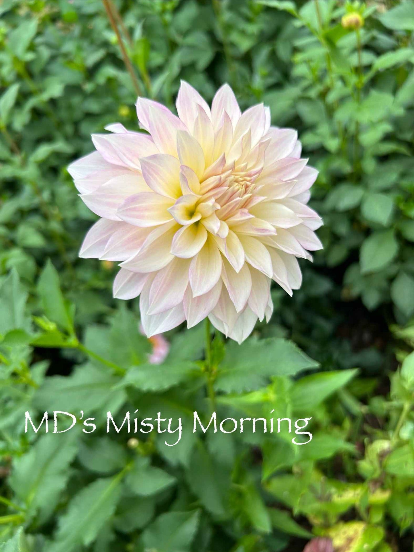 MD's Misty Morning Tuber