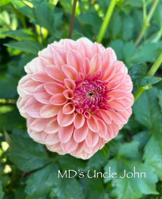 MD's Uncle John Tuber