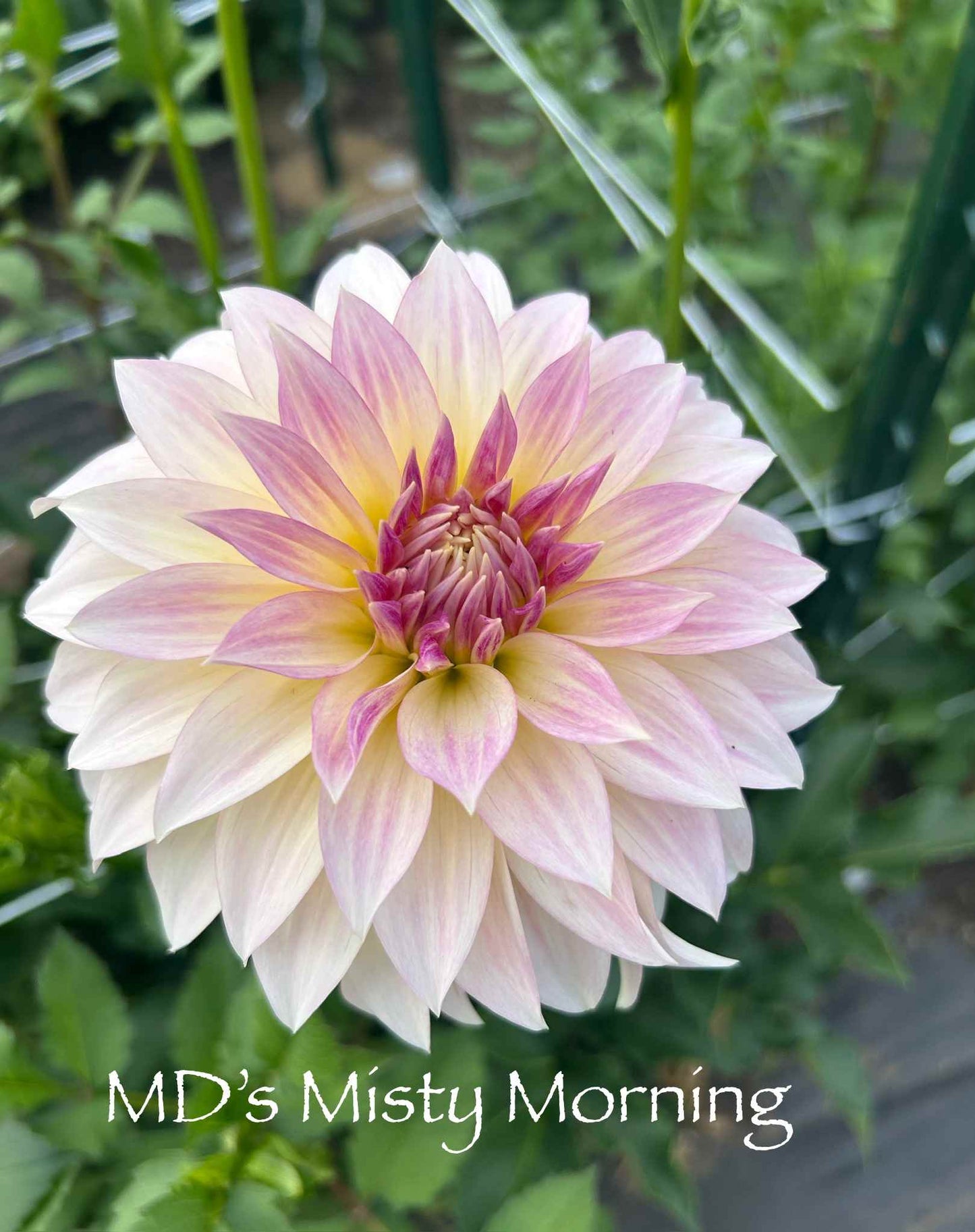 MD's Misty Morning Tuber