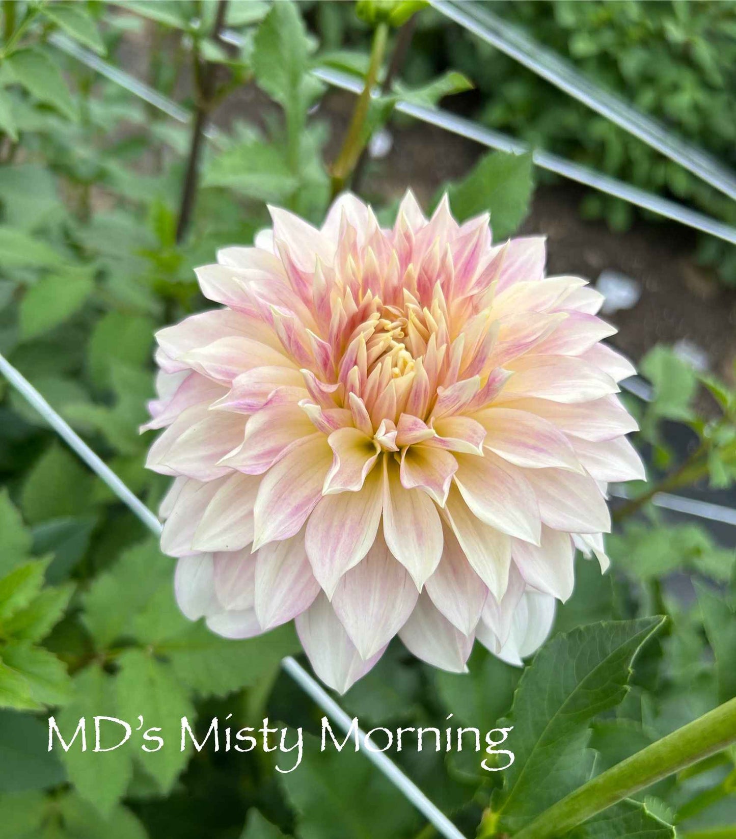 MD's Misty Morning Tuber