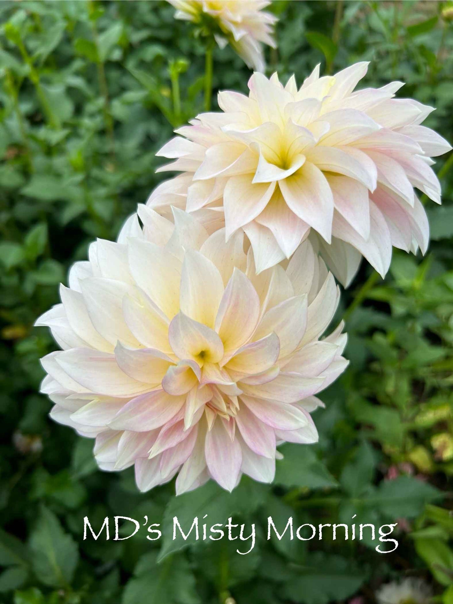 MD's Misty Morning Tuber
