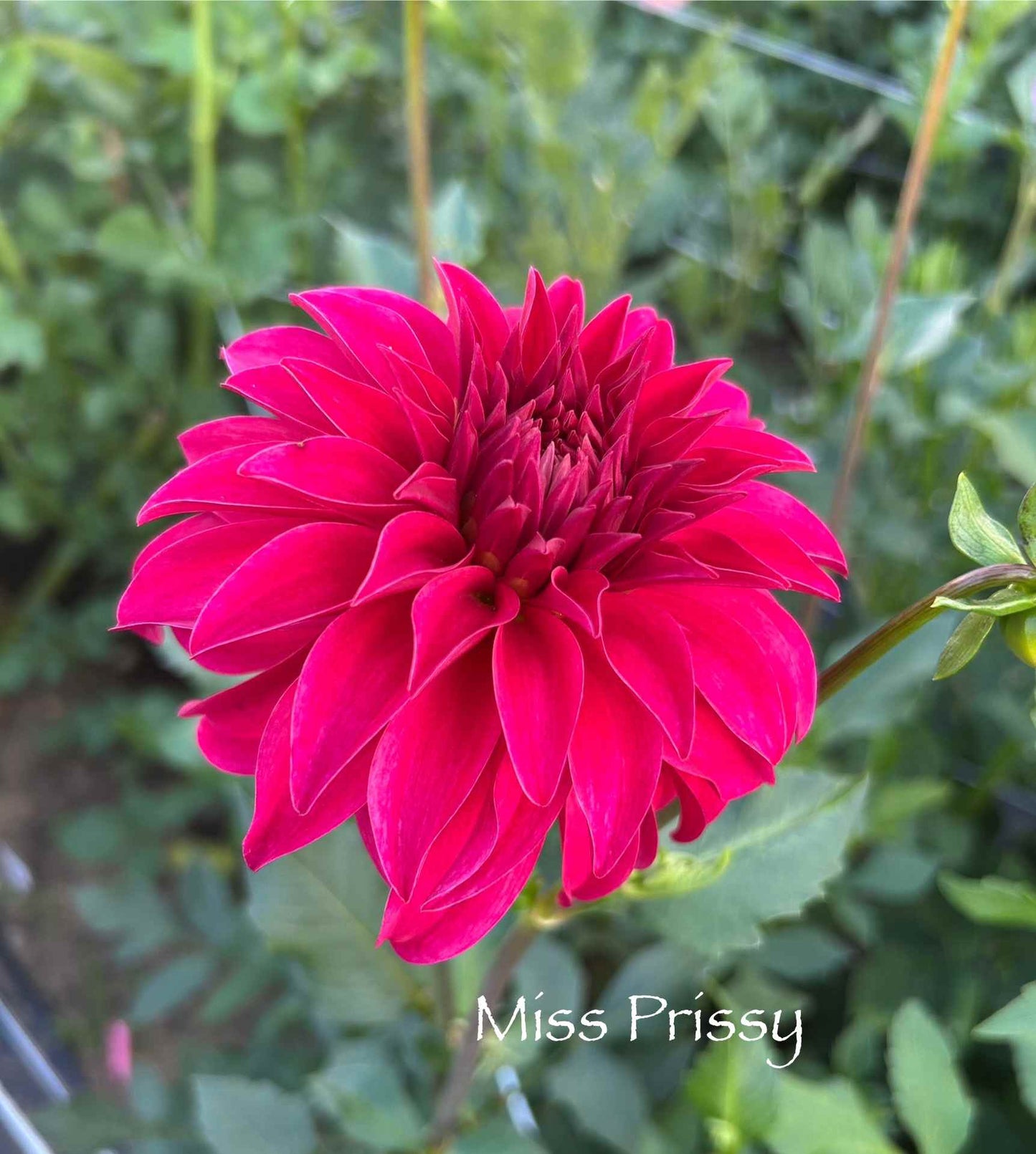 Miss Prissy Tuber