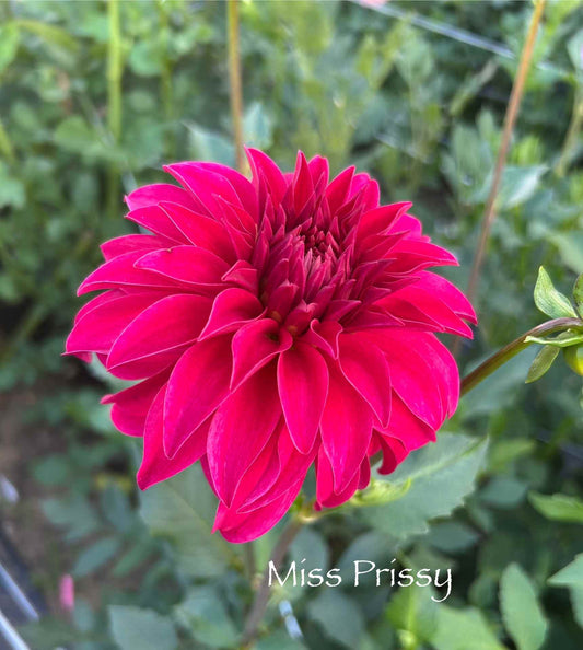 Miss Prissy Tuber