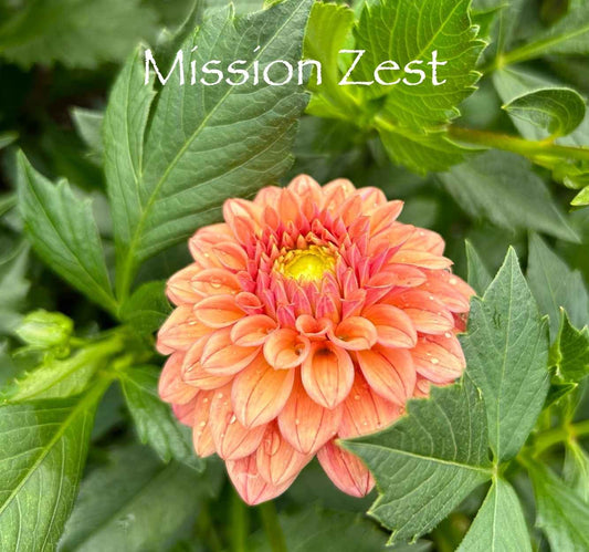 Mission Zest Tuber