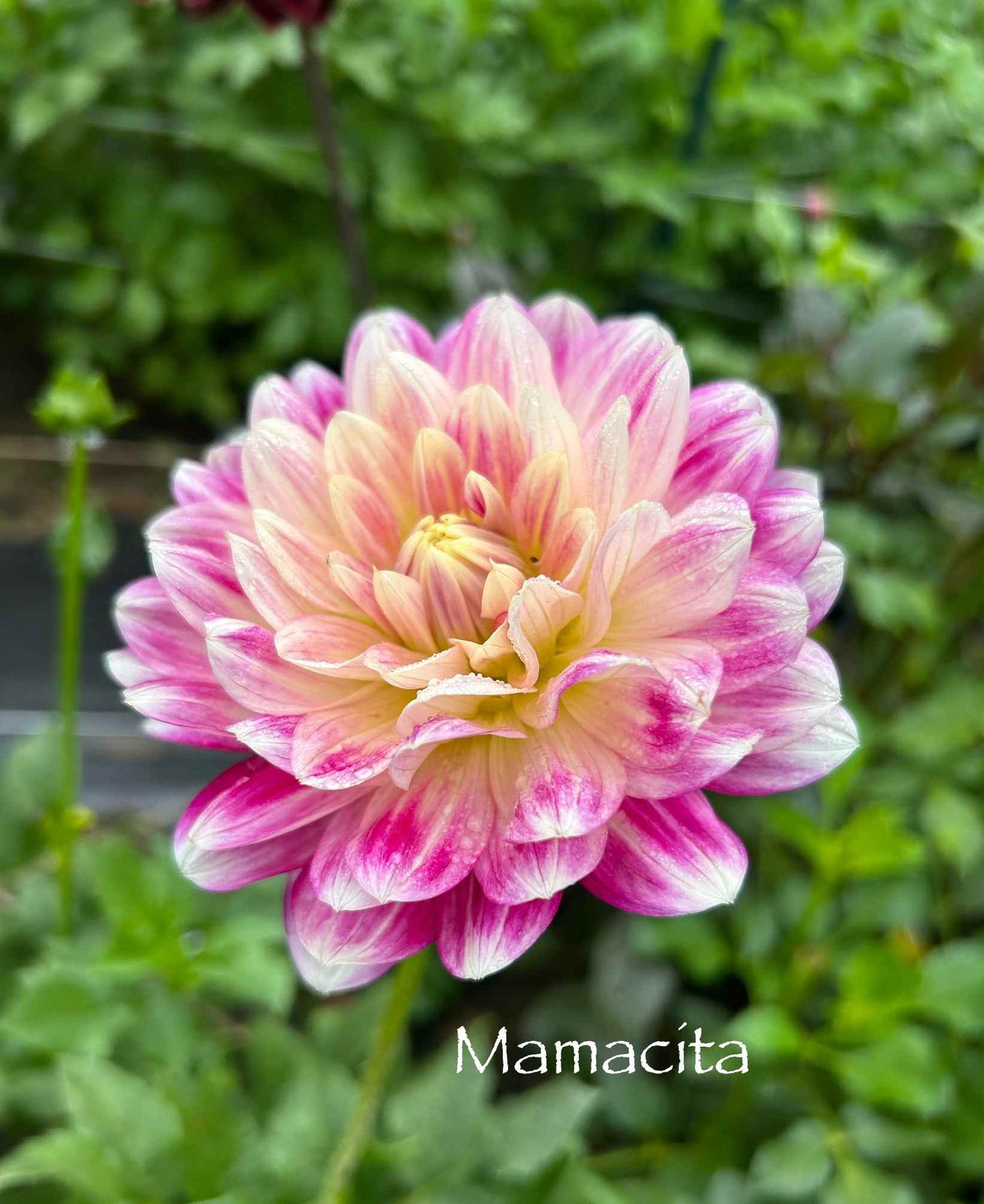 Mamacita Tuber
