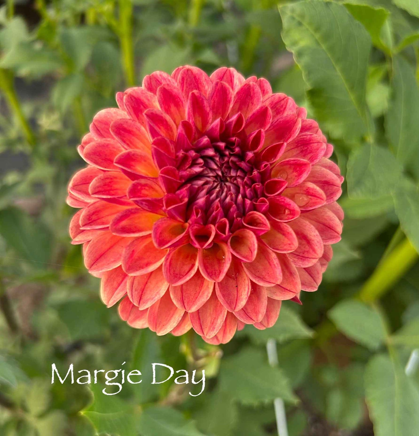 Margie Day Tuber