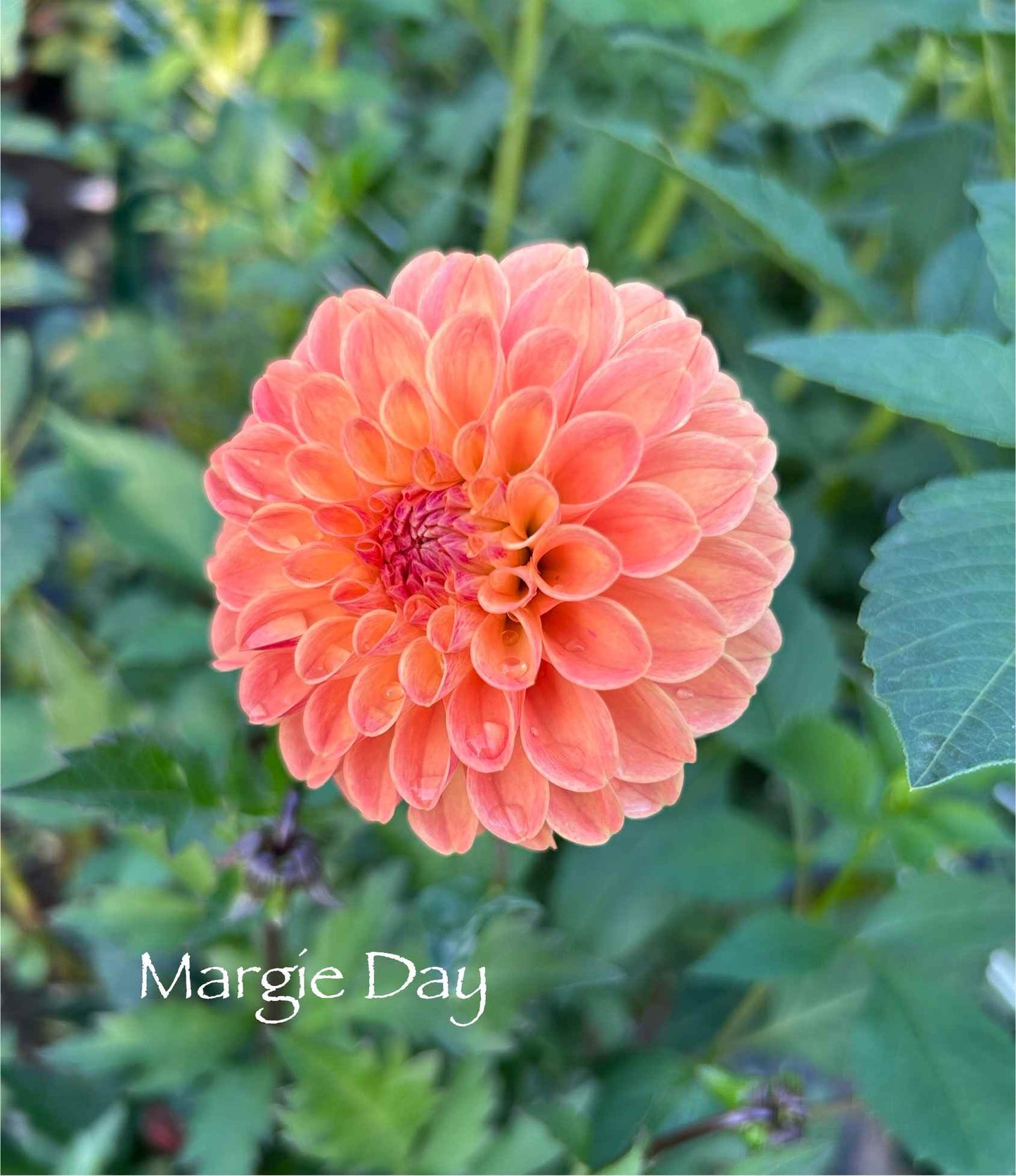 Margie Day Tuber