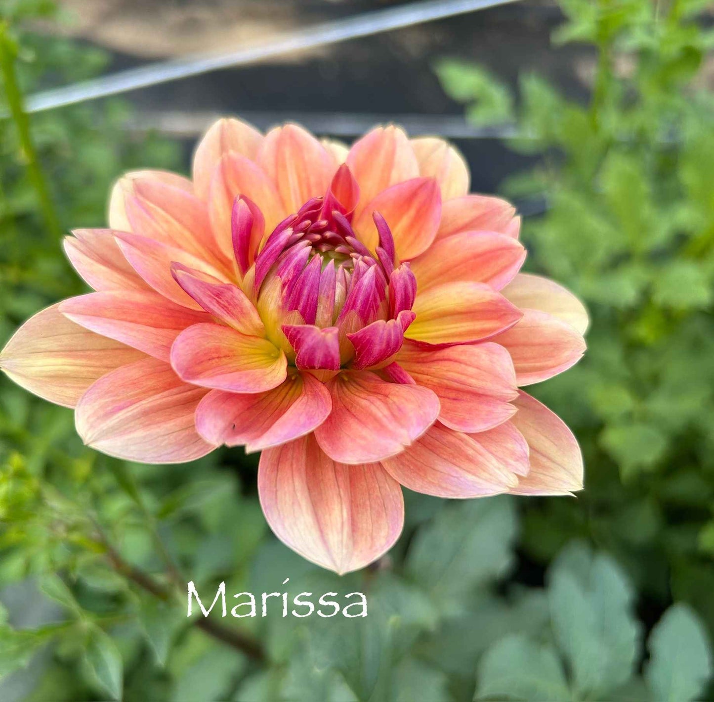 Marissa Tuber