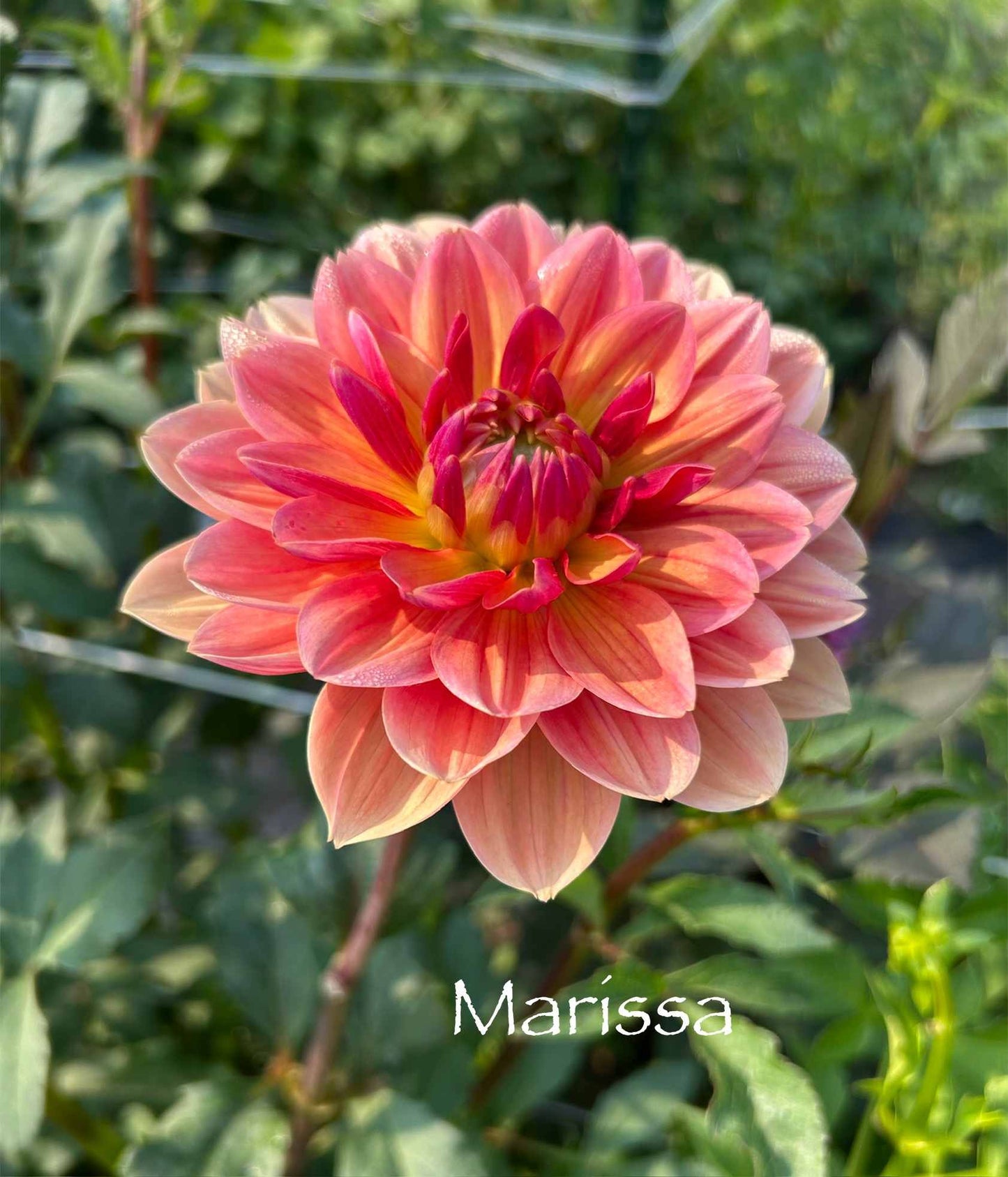 Marissa Tuber