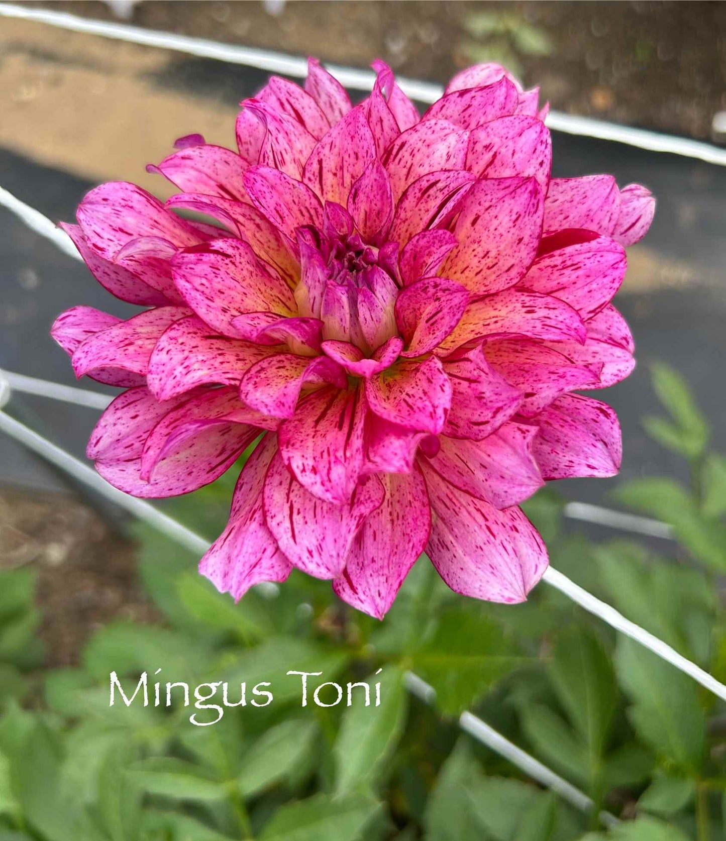 Mingus Toni Tuber