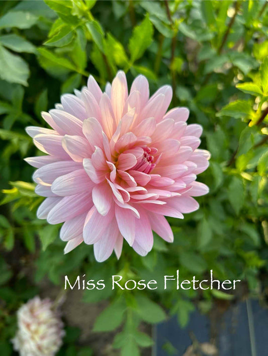 Miss Rose Fletcher Tuber