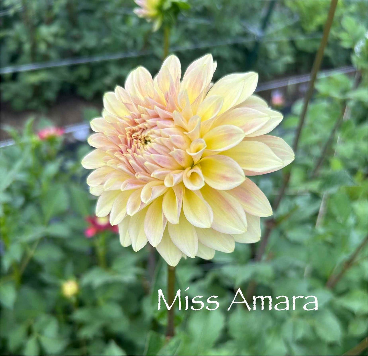 Miss Amara Tuber