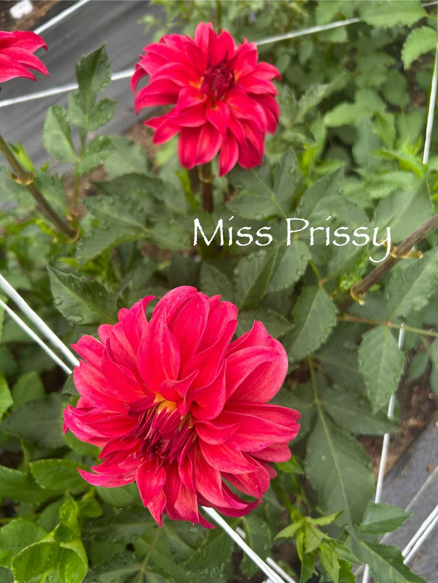 Miss Prissy Tuber