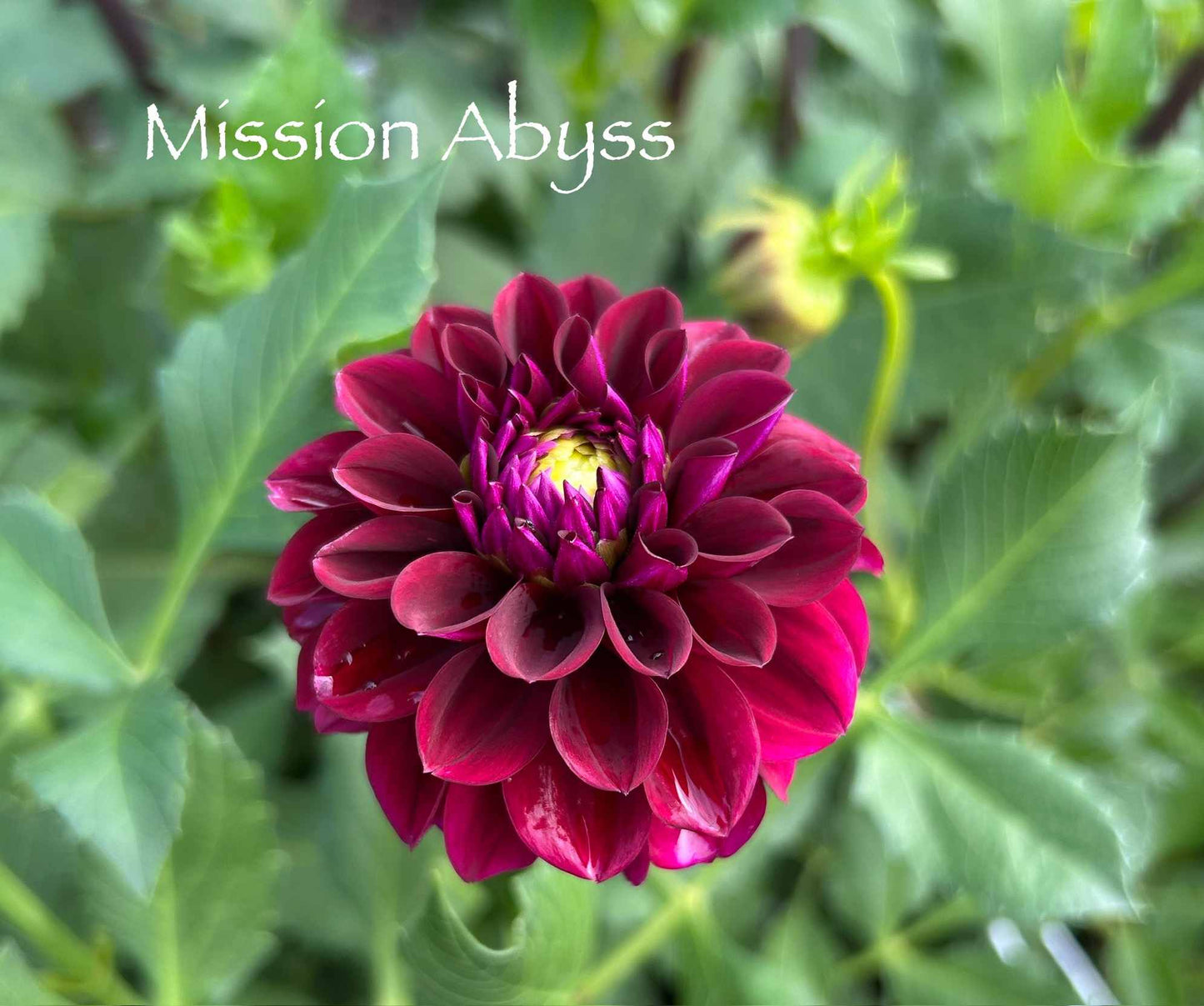 Mission Abyss Tuber
