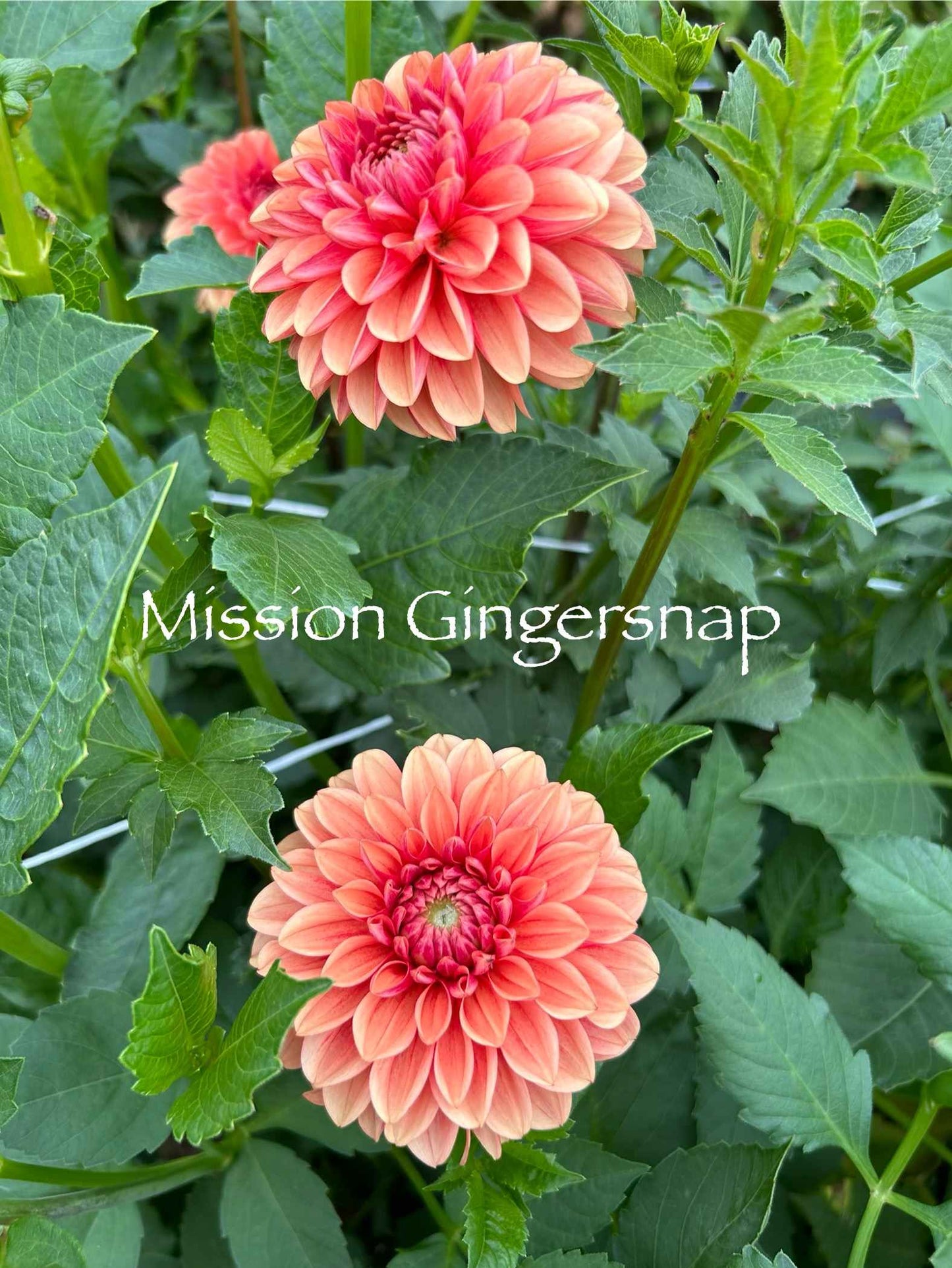 Mission Gingersnap Tuber