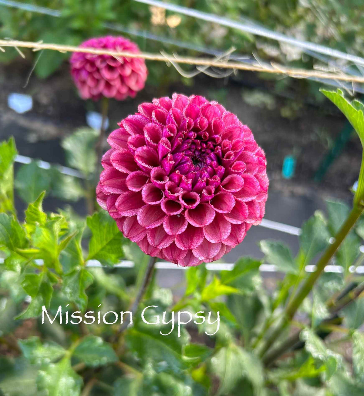 Mission Gypsy Tuber