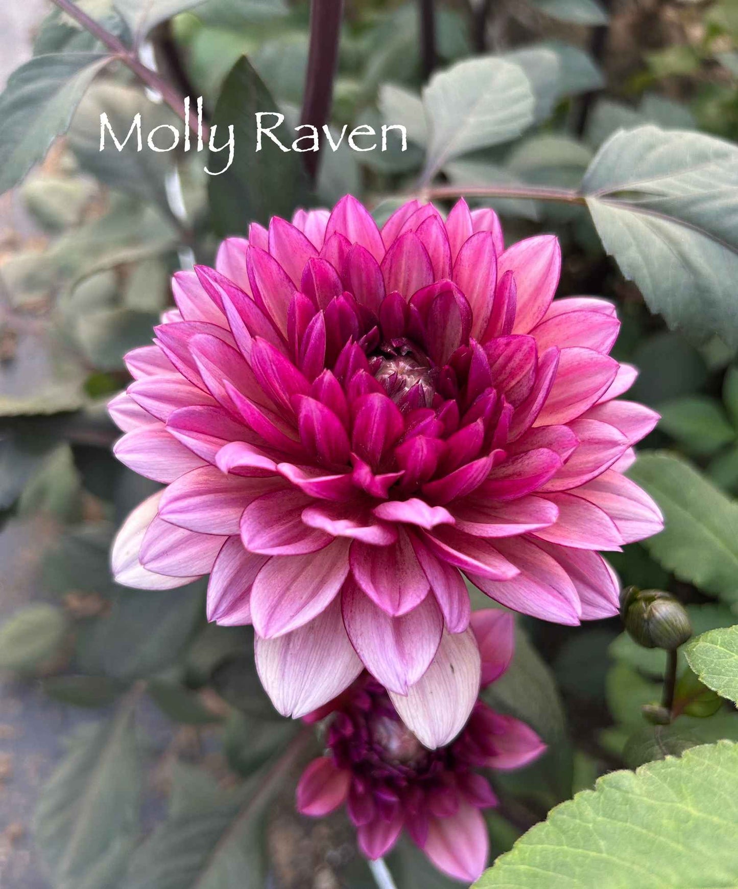 Molly Raven Tuber