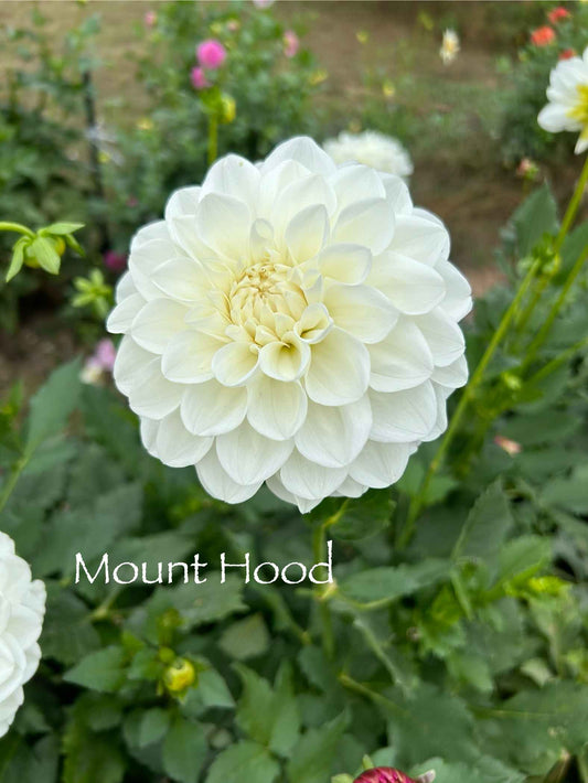 Mount Hood Tuber