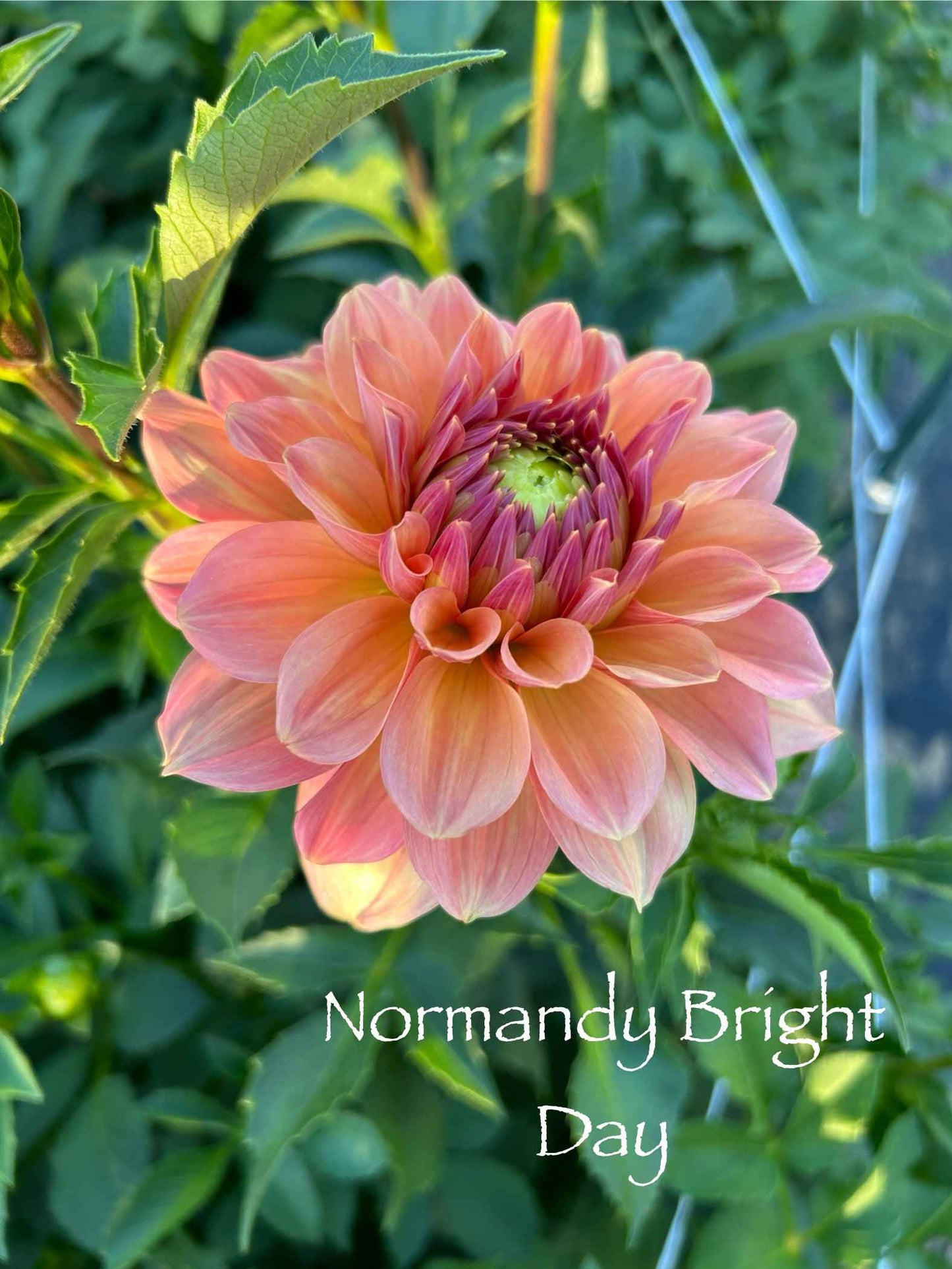 Normandy Bright Day Tuber