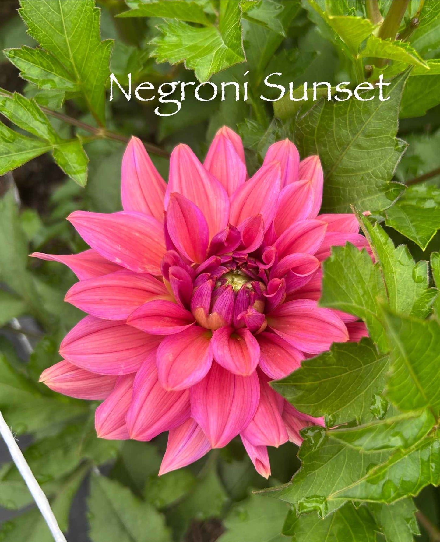 Negroni Sunset Tuber