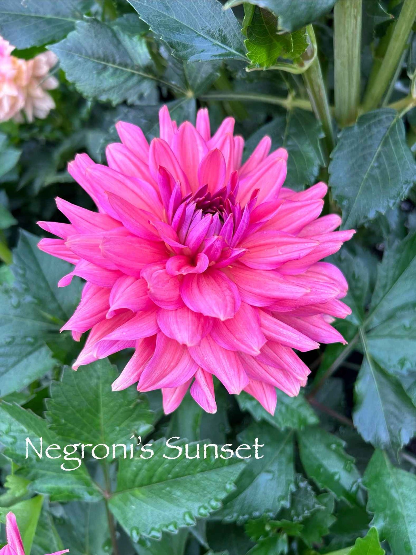 Negroni Sunset Tuber